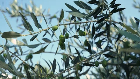 Close-up of green olive branches studded with fruit, Spanish rich agricultural Stock Footage 327071728