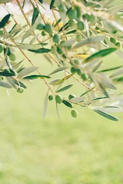 A close-up of green olive fruit on a tree branch among the foliage, against a Foto stock