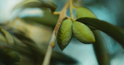 Close up of green olive on olive tree outdoors at sunset, shallow depth of fi Stock Footage 125766393
