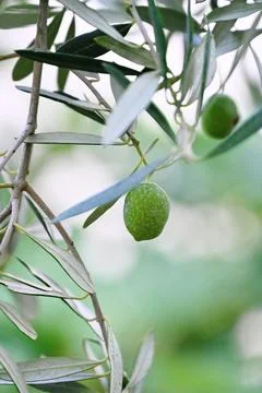 Close-up of green olive on tree branch Stock Photos
