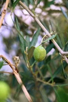Close-up of green olive on tree branch Stock Photos