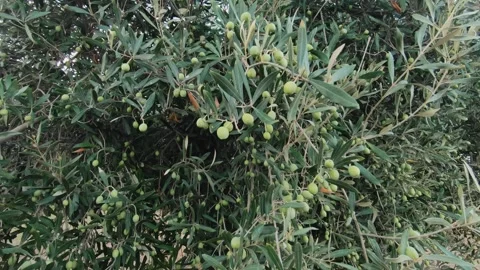 A close-up of a green olive tree with branches full of olives, gently swaying in 스톡 동영상 291650802