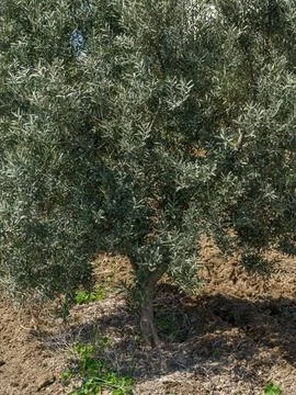 Close up of green olive tree branches and leaves. Foto stock