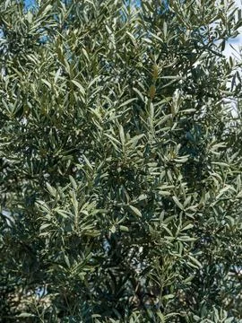 Close up of green olive tree branches and leaves. Foto stock