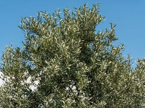 Close up of green olive tree branches and leaves. Foto stock