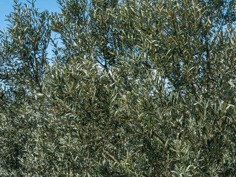 Close up of green olive tree branches and leaves. Foto stock