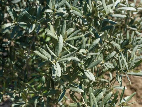 Close up of green olive tree branches and leaves. Foto stock