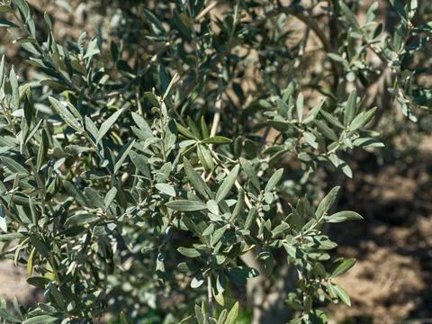 Close up of green olive tree branches and leaves. Foto stock