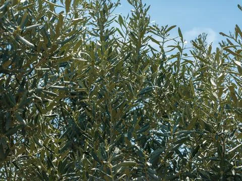 Close up of green olive tree branches and leaves. Foto stock