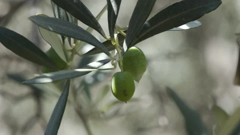 Close up of green olive on tree on a sunny day  Stock Footage 144922299