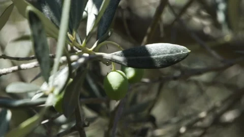 Close up of green olive on tree on a sunny day Stock Footage 144922755
