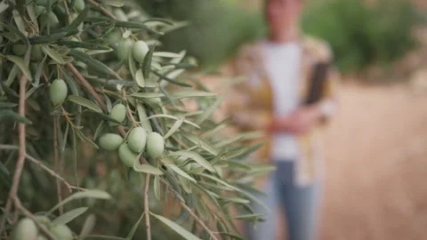 Close-up of green olives growing on a tree with a blurred farmer holding a .. Stock Footage 346306154