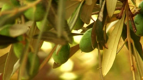 Close up of green olives in orchard 스톡 동영상 1036649