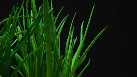 Close-up, green onion on a black background in turning motion Stock Footage 173032279