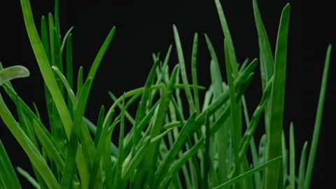 Close-up, green onion on a black background in turning motion Stock Footage 200493655