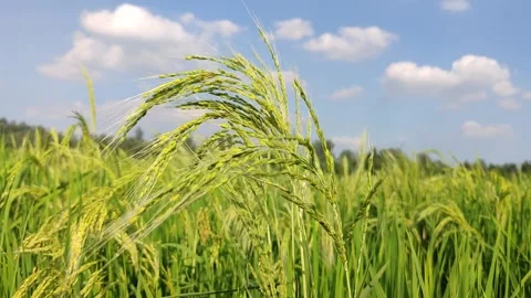 Close up green paddy field with blue sky Stockbeeldmateriaal 220693155