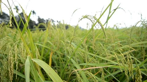 Close up of green paddy rice. Stock Footage 33945809