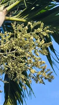 Close up of green palm fruit on the tree Stock Photos
