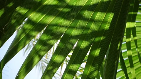 Close up of a green palm leaf backlit Stock Footage 342493112