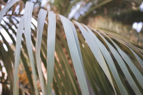 Close up of green palm leaf. Stock Photos