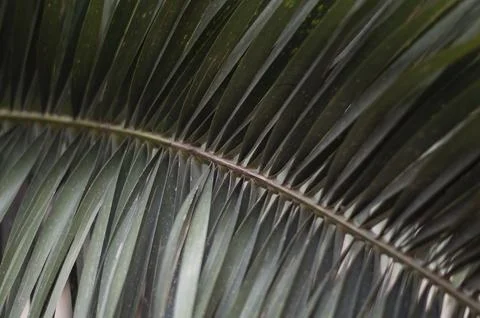 Close up of a green palm leaf Stock Photos