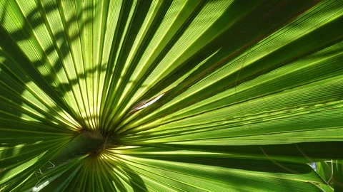 Close up of a green palm leaf seen from below 스톡 동영상 342493151