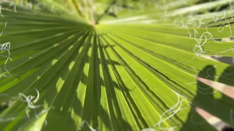 Close-up of green palm leaf with sunlight casting natural shadow patterns, .. Stock Footage 317135400