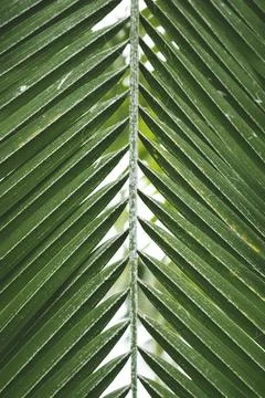 Close up of green palm leaf texture. Stock Photos