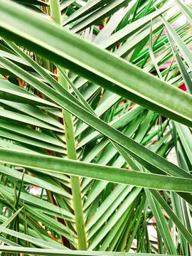 Close up green palm leaf texture, leaf of Bottle Plam tree. ornamental plants Stock Photos