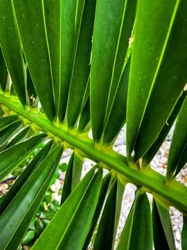 Close up green palm leaf texture, leaf of Bottle Plam tree. plants in the garden Stock Photos