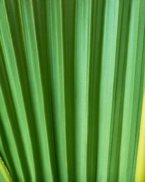 Close-up of green palm leaf texture, abstract pattern Stock Photos