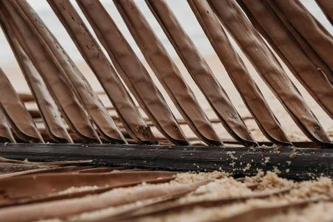 Close up green palm leaf texture, ornamental plants in the garden Foto stock