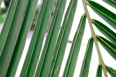 Close up green palm leaf texture, ornamental plants in the garden Foto stock