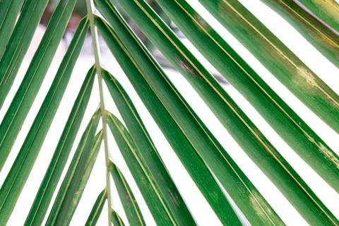 Close up green palm leaf texture, ornamental plants in the garden Foto stock