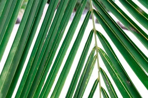 Close up green palm leaf texture, ornamental plants in the garden Foto stock