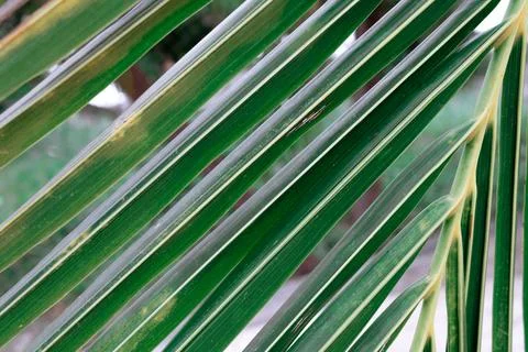 Close up green palm leaf texture, ornamental plants in the garden Foto stock