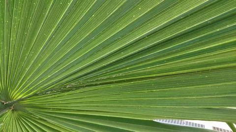 Close-up of green palm leaf texture Stock Photos