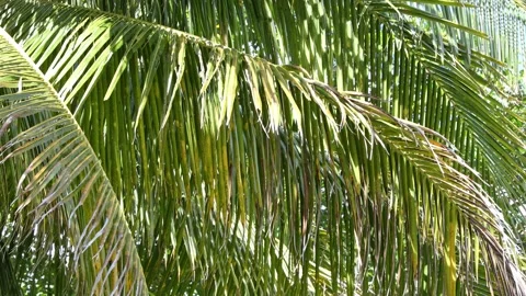 Close up of green palm leaves background. High quality footage. Nature Stock Footage 312815428