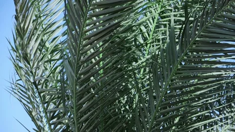 Close-up of green palm tree branches swaying slowly in the wind. Screensaver  Stock Footage 161039362