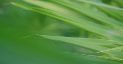 Close up of green palm tree leaf Vídeo Stock 139365954