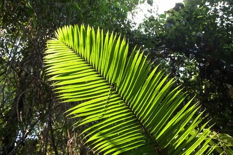 Close-up of a green palm tree leaf Stock-Fotos