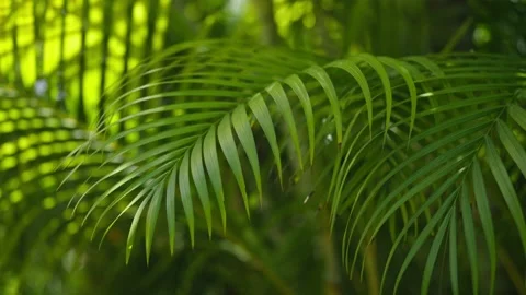 Close up of green palms from palm tree in mexico 動画素材 194074836