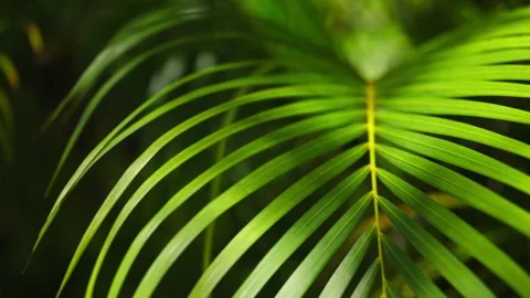 Close up of green palms from palm tree in mexico Stockbeeldmateriaal 194074840