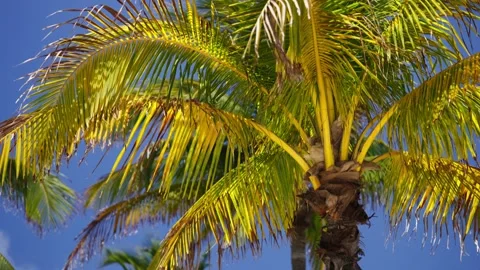 Close up of green palms from palm tree in mexico Vidéo 194074841