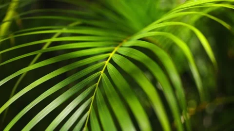 Close up of green palms from palm tree in mexico Stock Footage 194074843