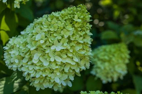 Close-Up of Green Panicle Hydrangea Bloom with Soft Natural Bokeh Photos