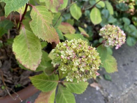 Close up green Panicled hydrangea flowers blooming in the garden day time Stock Photos