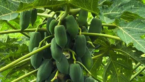 Close Up of Green Papaya Fruit Cluster on Tree Trunk Vitamin Source Vidéo 343331111