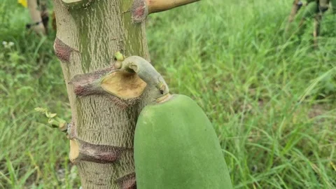 Close Up Of Green Papaya Hanging On Tree Trunk Via Strong Thick Fruit Stalk Stock Footage 341838609
