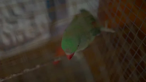Close-up of a Green Parrot in a Cage Stock-Footage 313318491